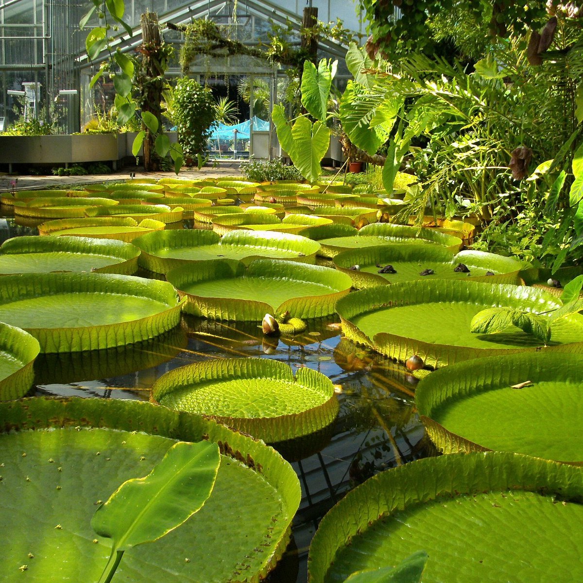 🌳 본 대학교 식물원(보타니셔 게르텐 데어 우니베어지테트 본)